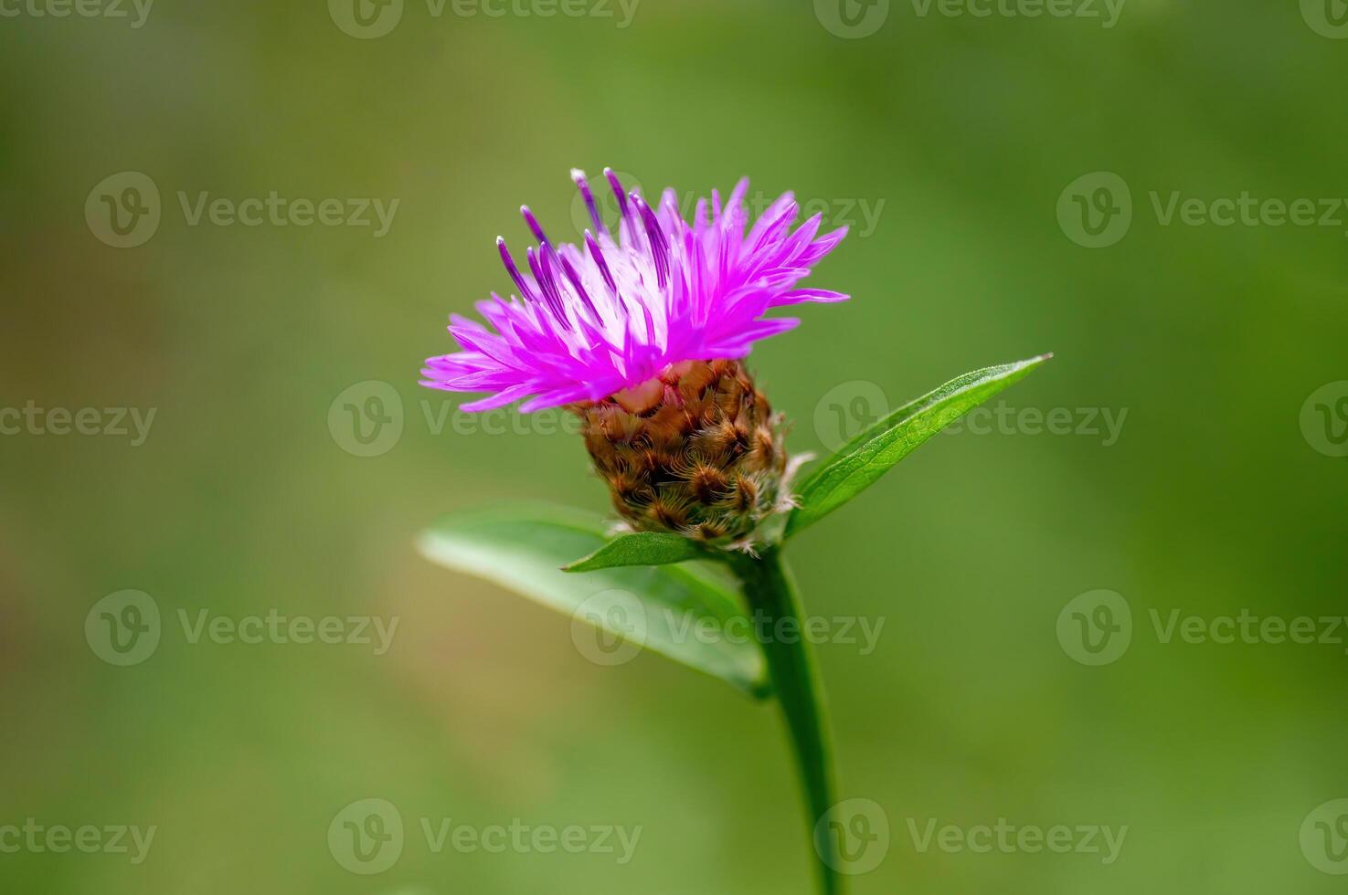 vigoroso rosado florecimiento de maíz floración en el Mañana ligero foto