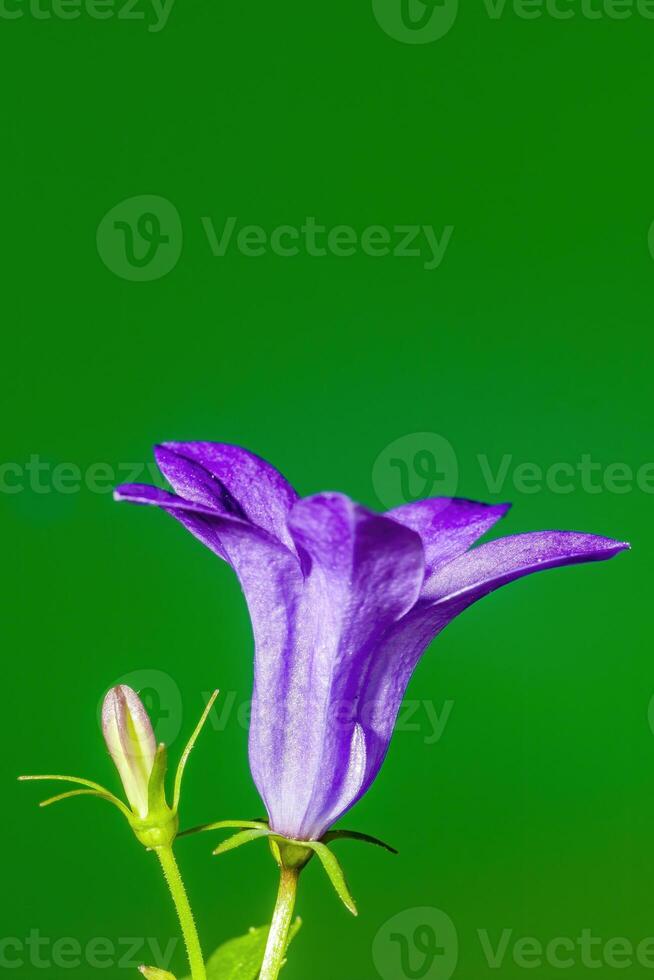 un suave flor florecer en un naturaleza jardín foto