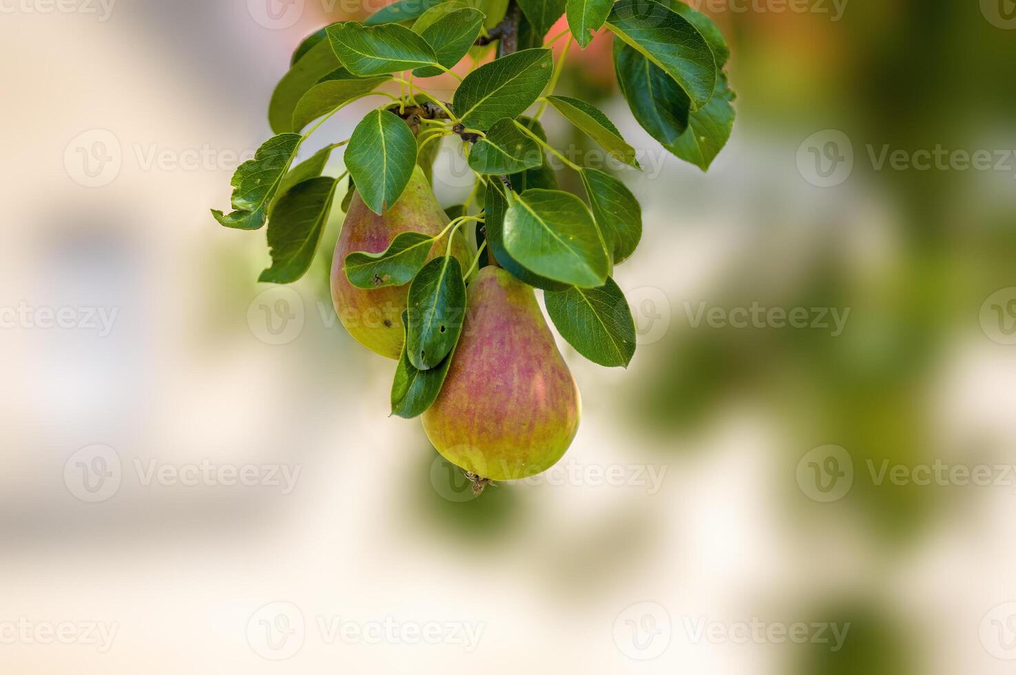 un delicioso jugoso Pera en un árbol en el estacional jardín foto