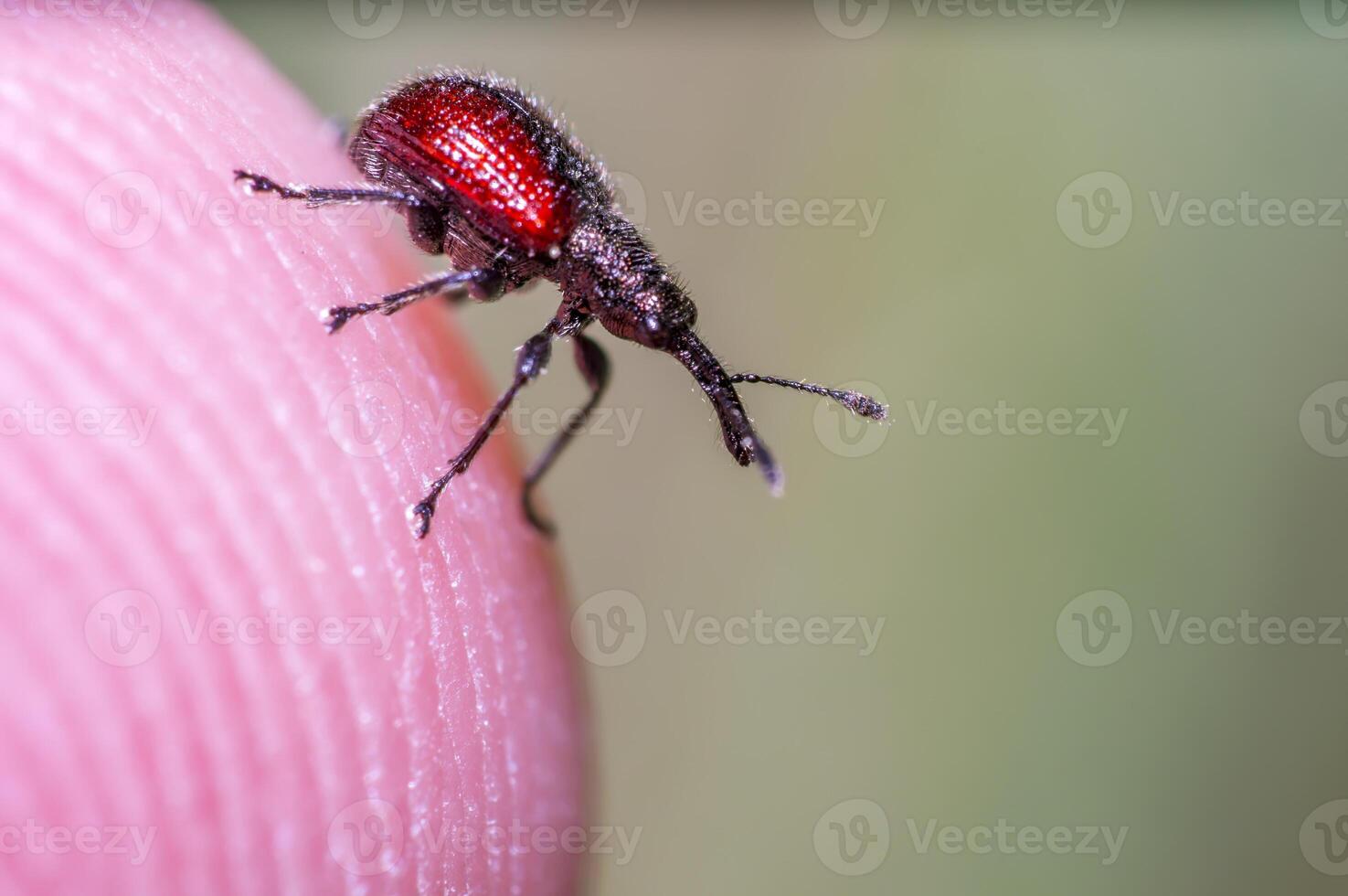 little beetle in the green nature season garden photo