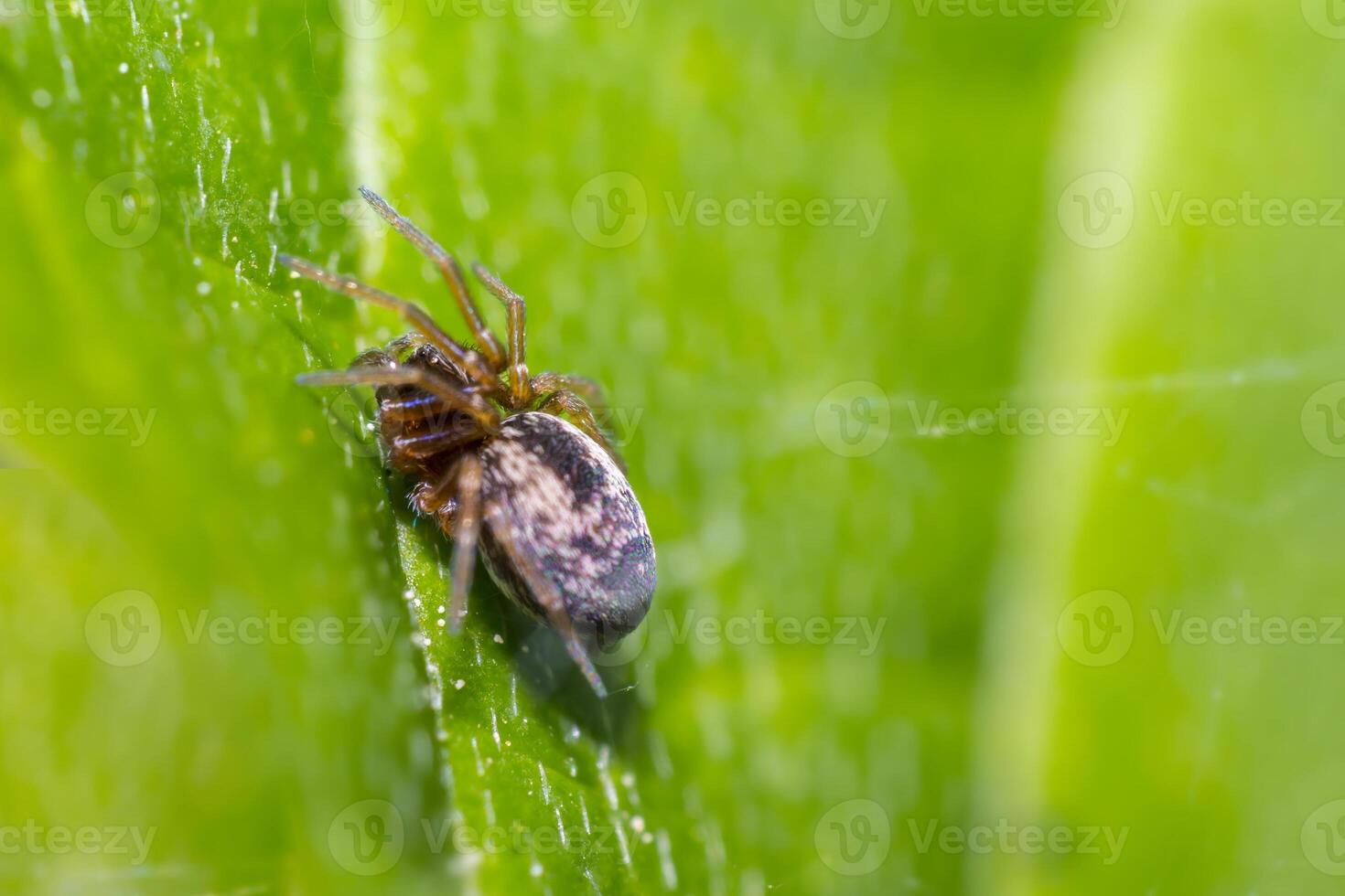 tiny spider on green leaf in fresh season nature photo