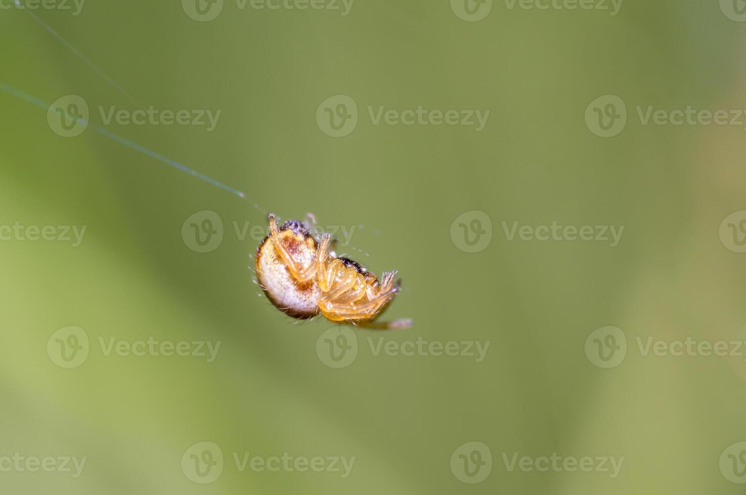 pequeño araña en el verde naturaleza temporada jardín foto