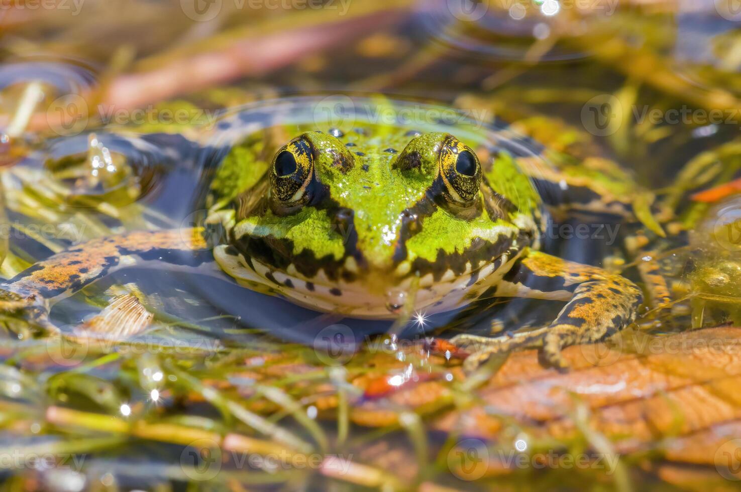 slippery frog in a pond in nature photo
