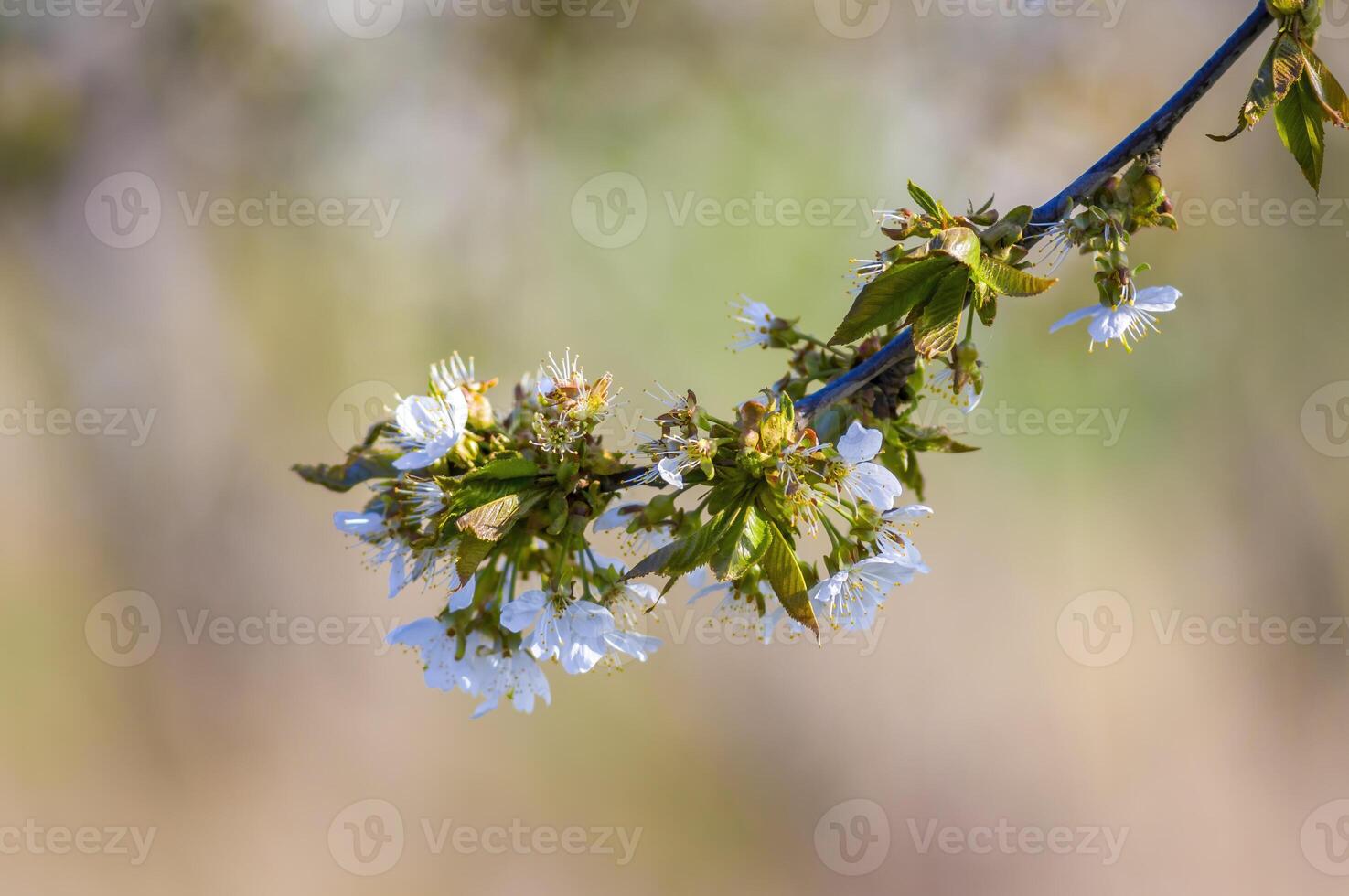 un rama con blanco Cereza florecer brotes foto