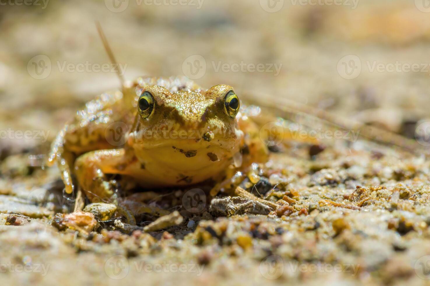 resbaladizo rana en un estanque en naturaleza foto