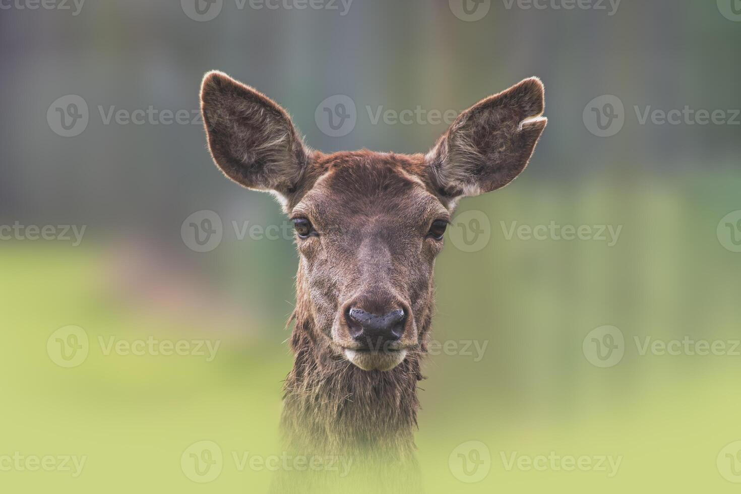 one Portrait of a red deer doe Cervus elaphus in a meadow photo