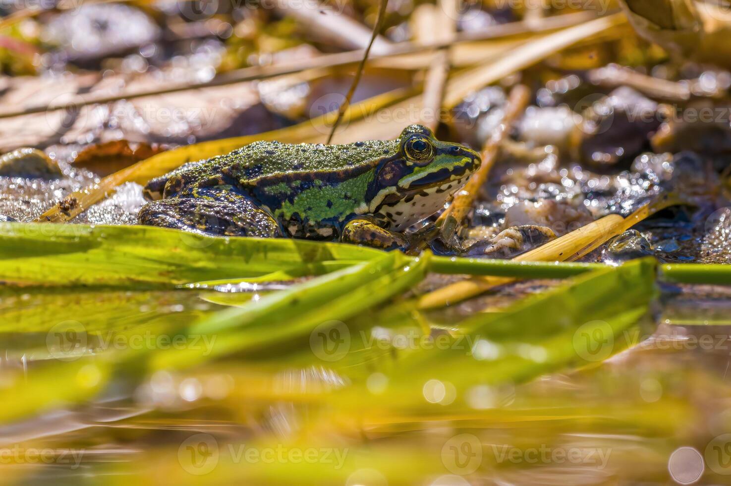 resbaladizo rana en un estanque en naturaleza foto