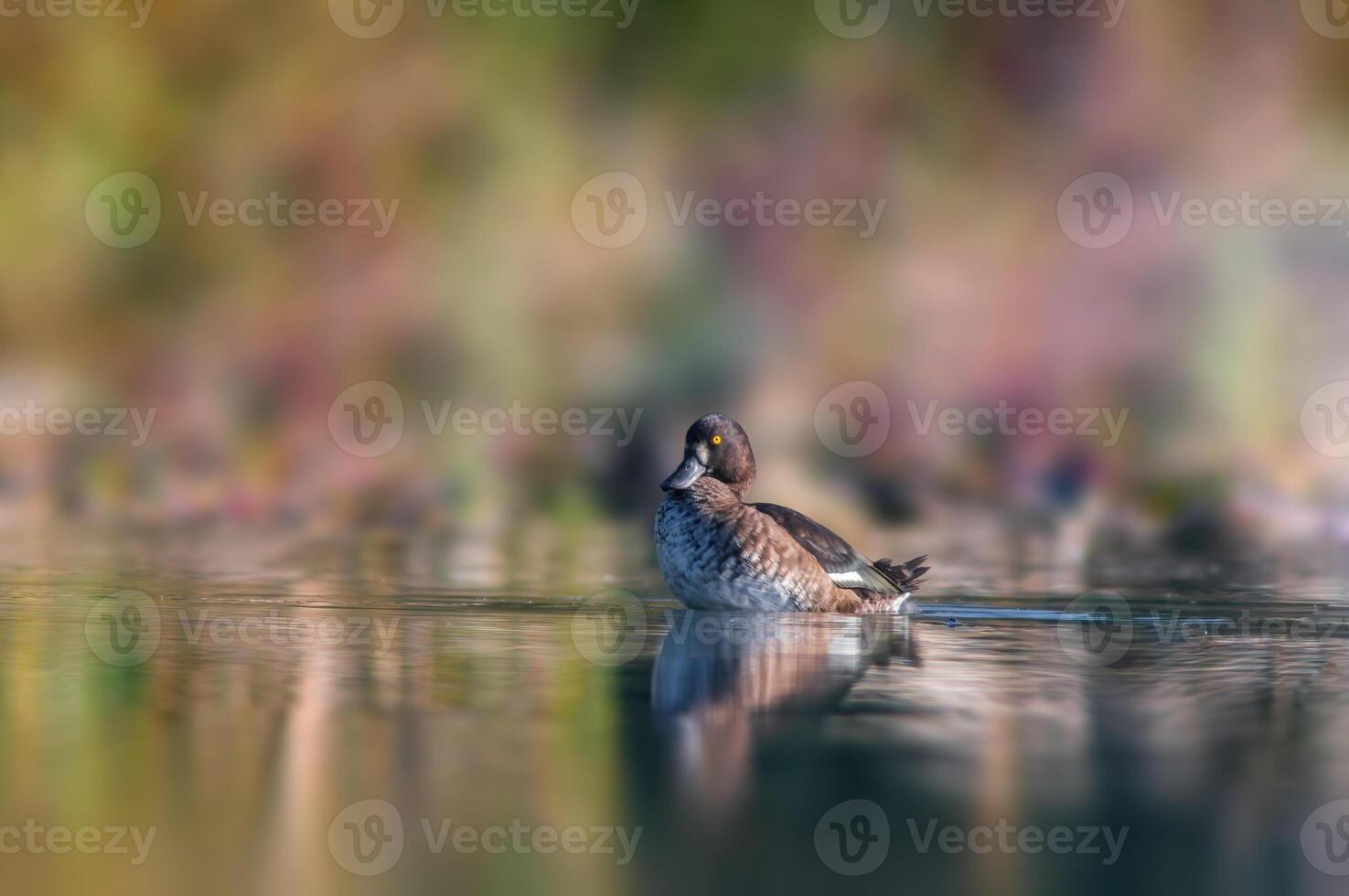 tufted duck swims on a pond photo