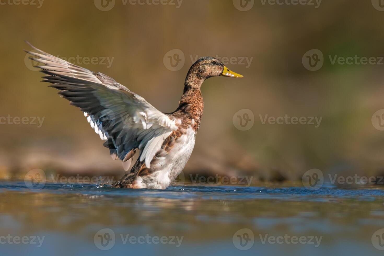 duck starts the flight on a pond photo