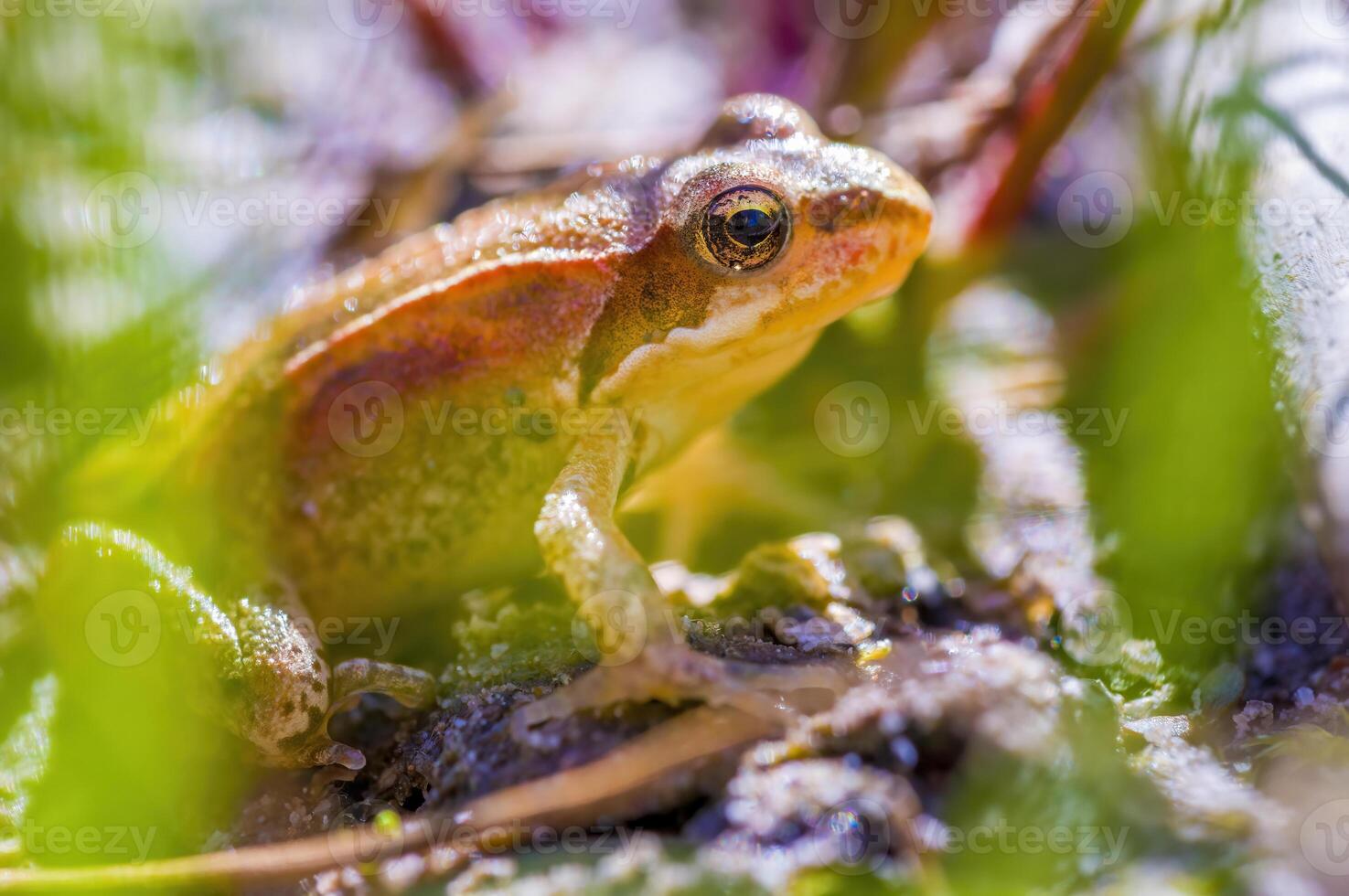 resbaladizo rana en un estanque en naturaleza foto