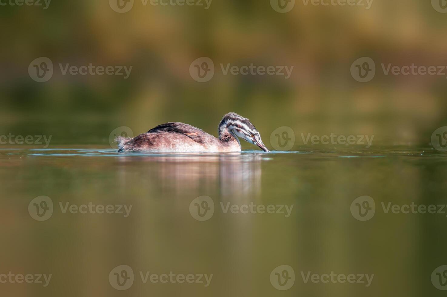young great crested grebe chick swims on a pond photo
