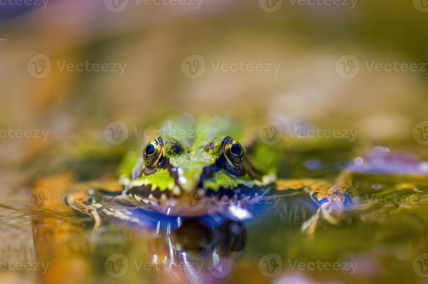 slippery frog in a pond in nature photo