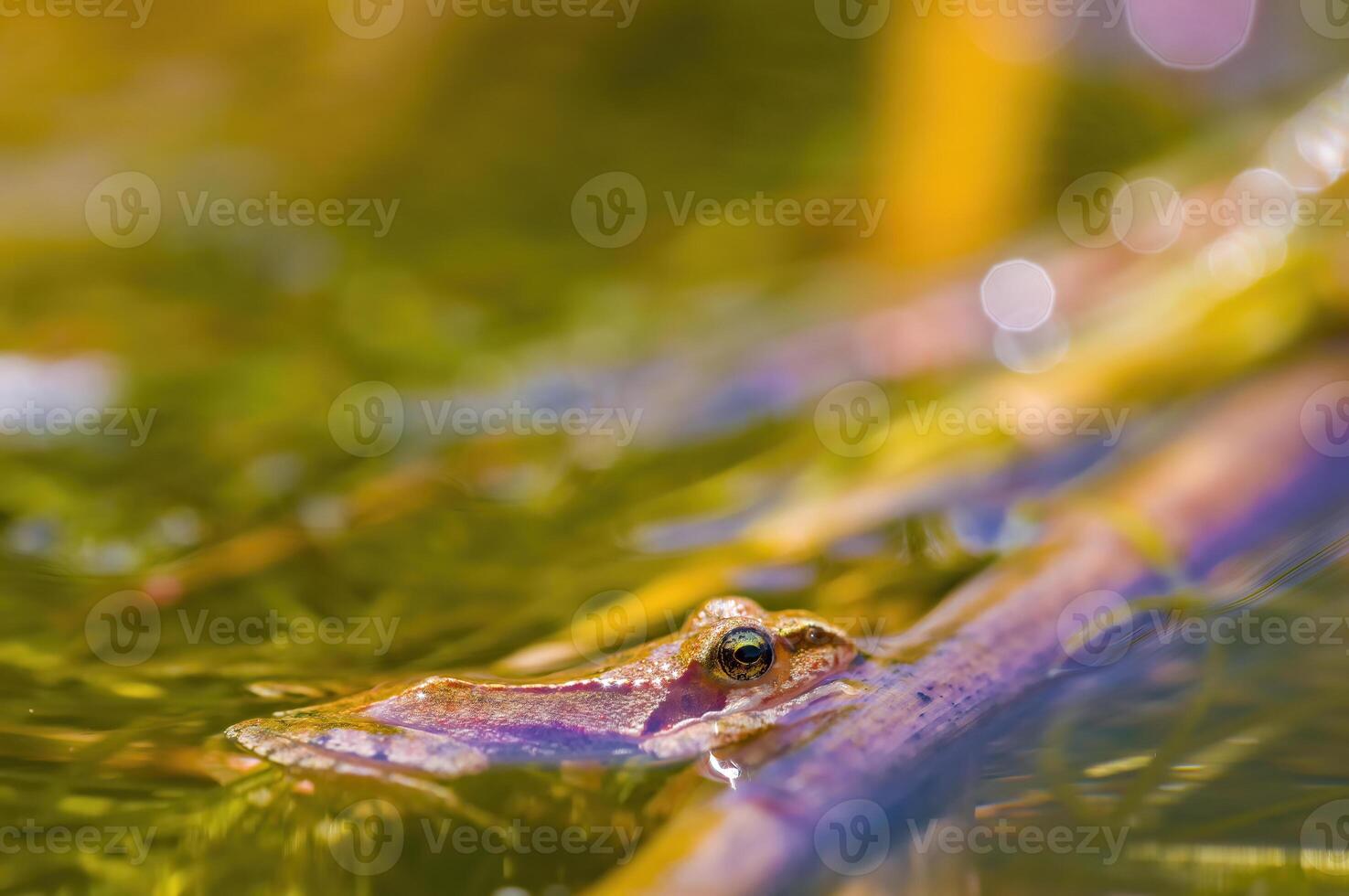 slippery frog in a pond in nature photo