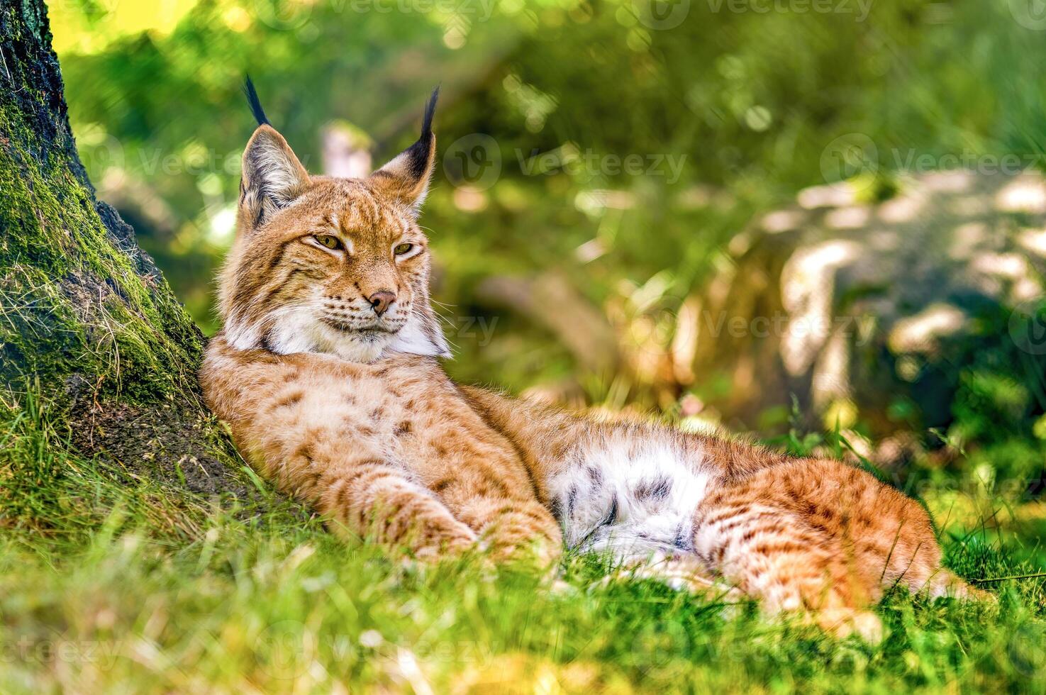 a wild lynx is hiding in the forest photo