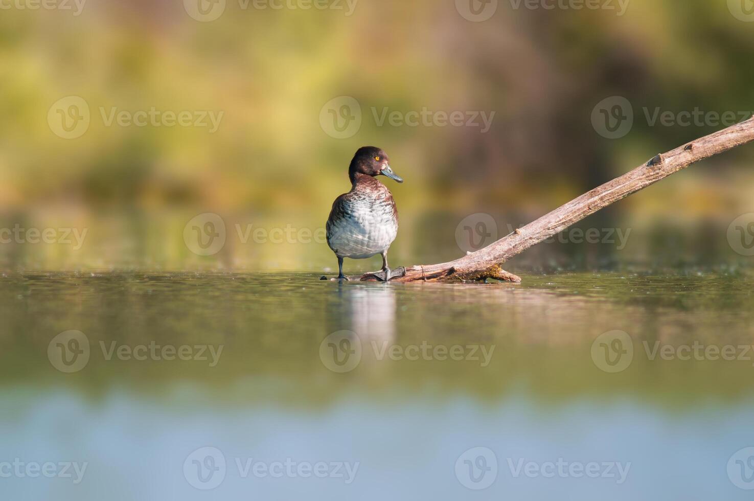 tufted duck sunbathes on a pond photo