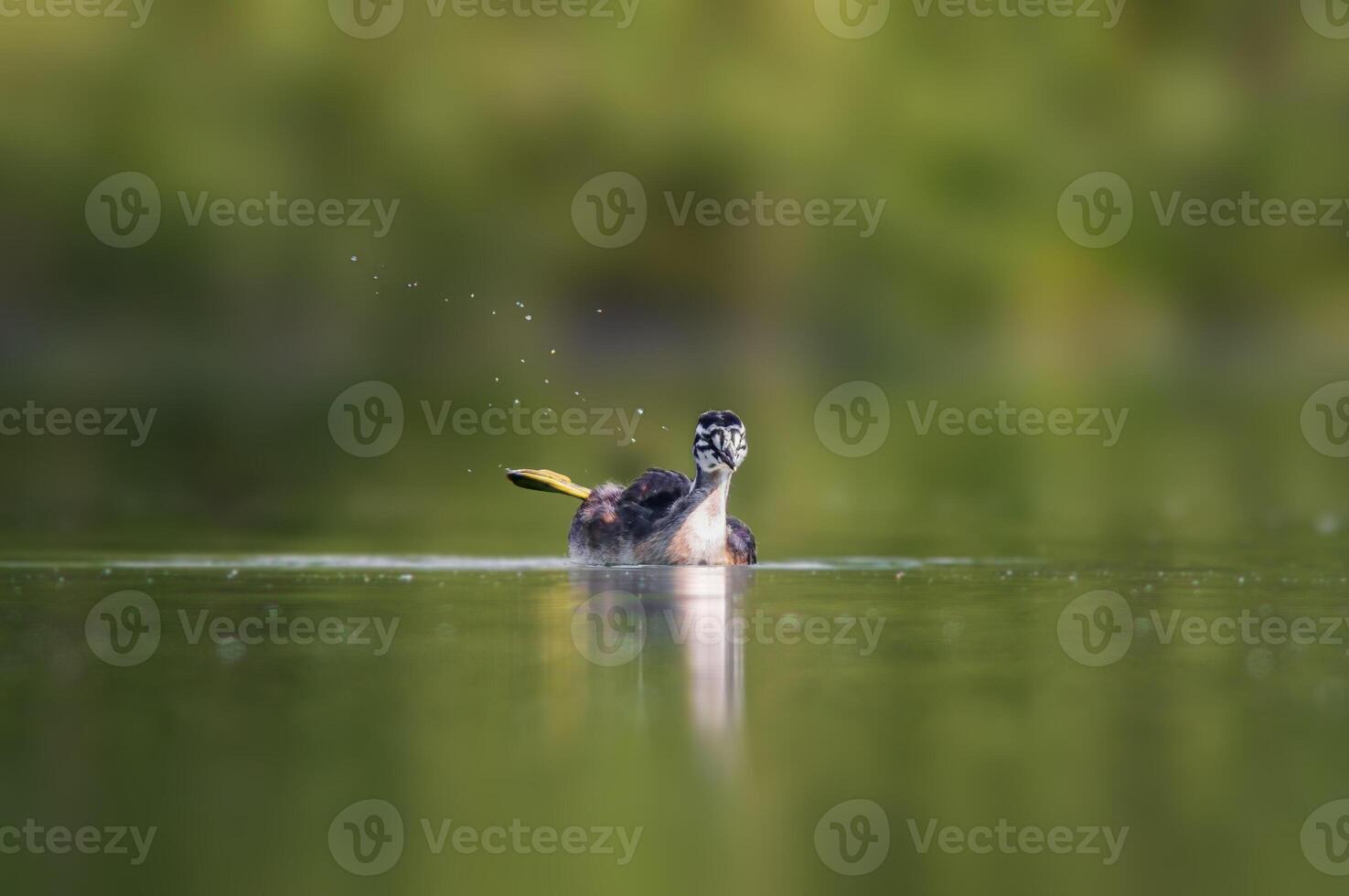 young great crested grebe chick swims on a pond photo