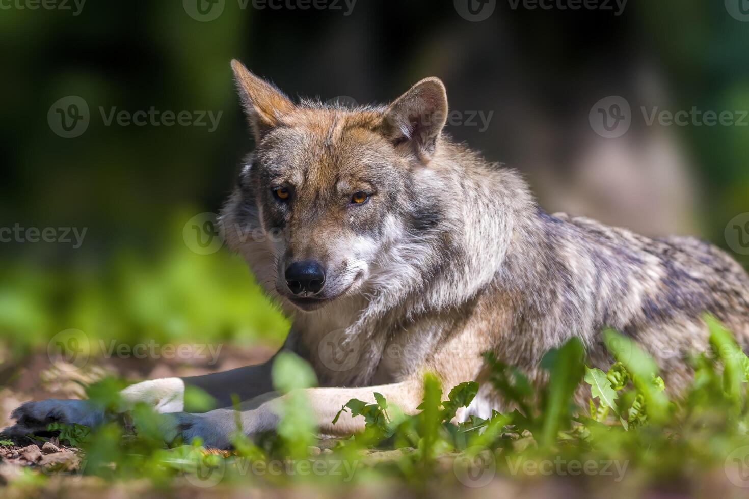 lobo en el bosque mirando para presa foto