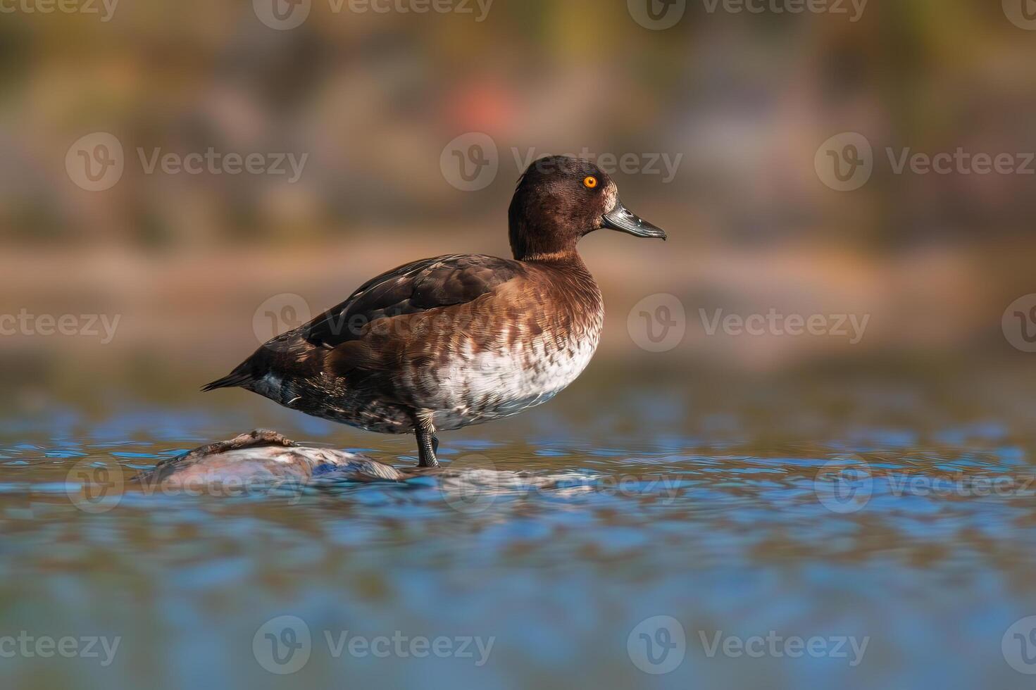 tufted duck sunbathes on a pond photo