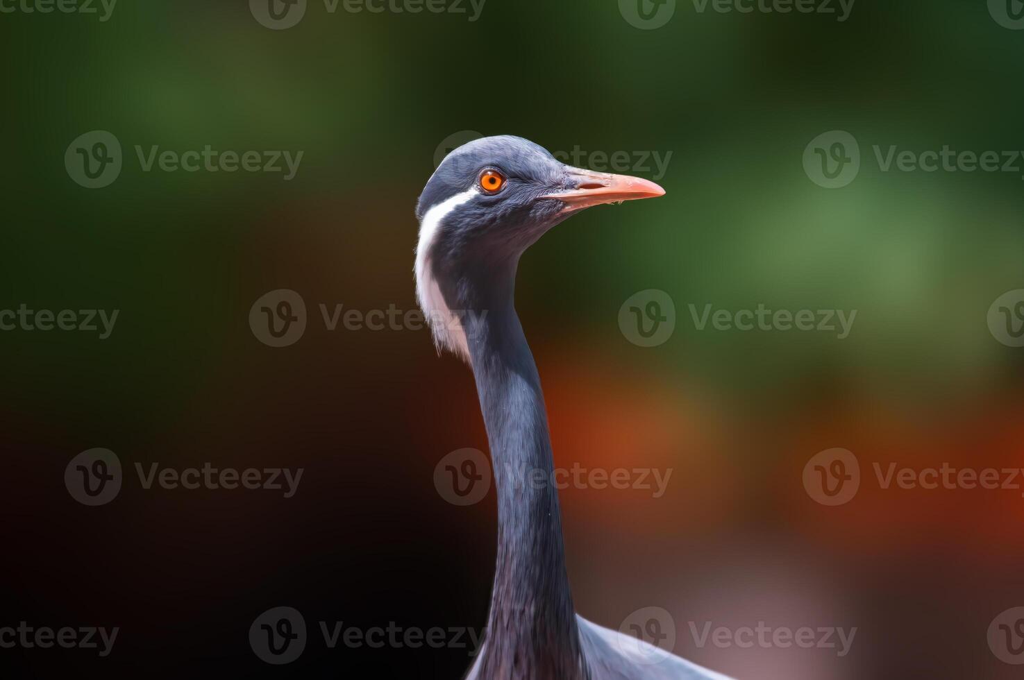 heron observes nature and looks for food photo