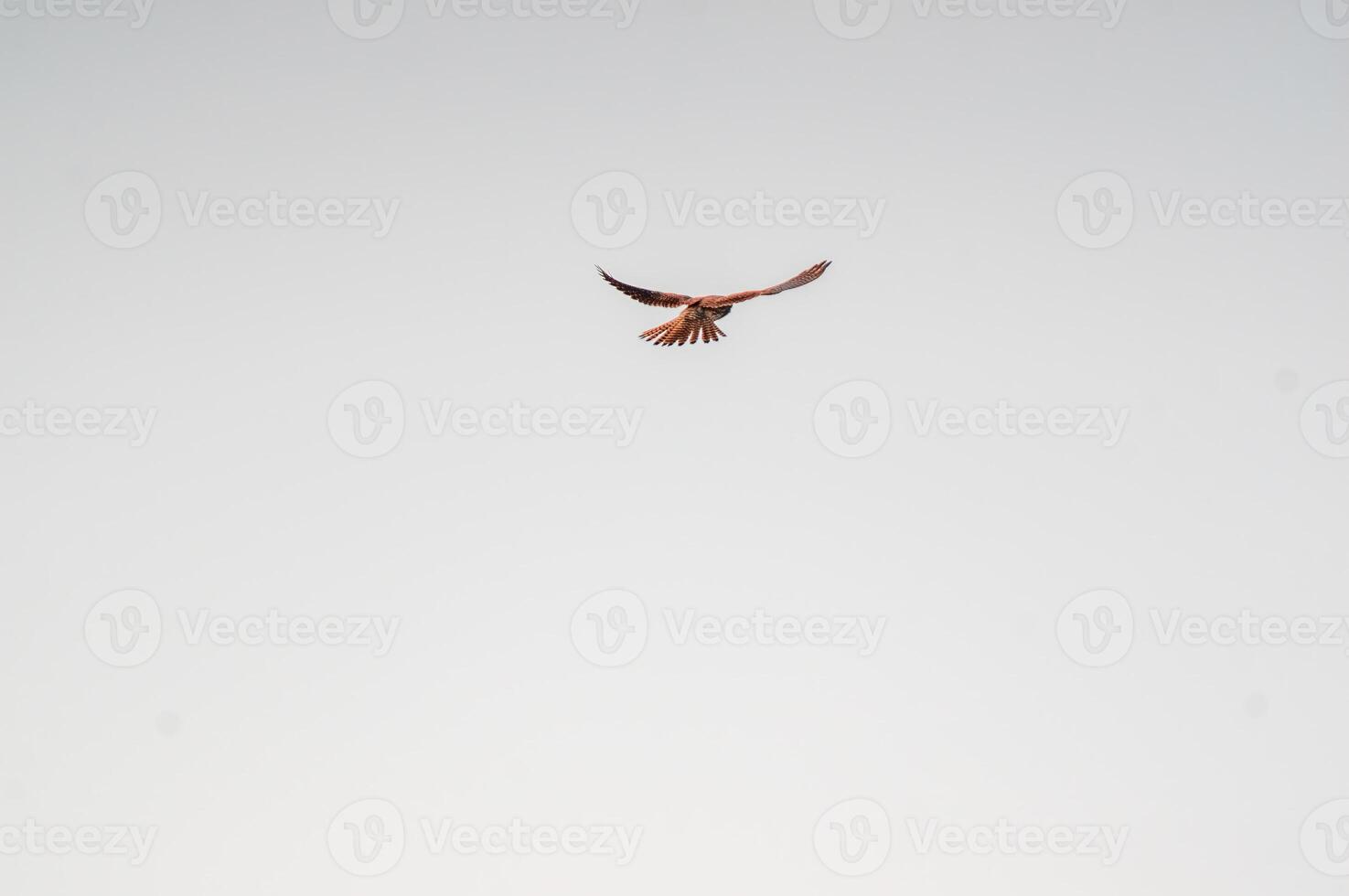 kestrel watches nature and looks for prey photo