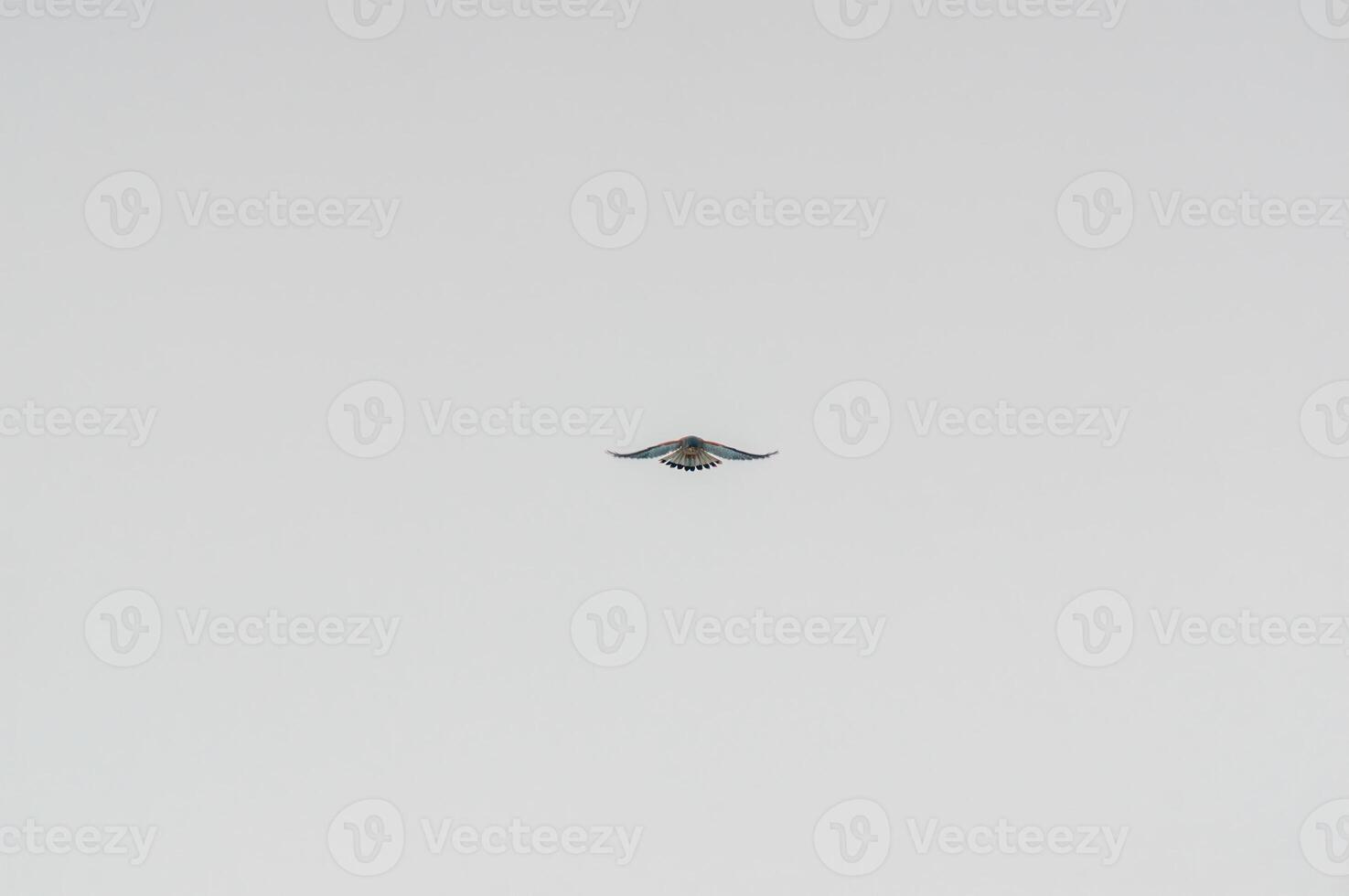 kestrel watches nature and looks for prey photo