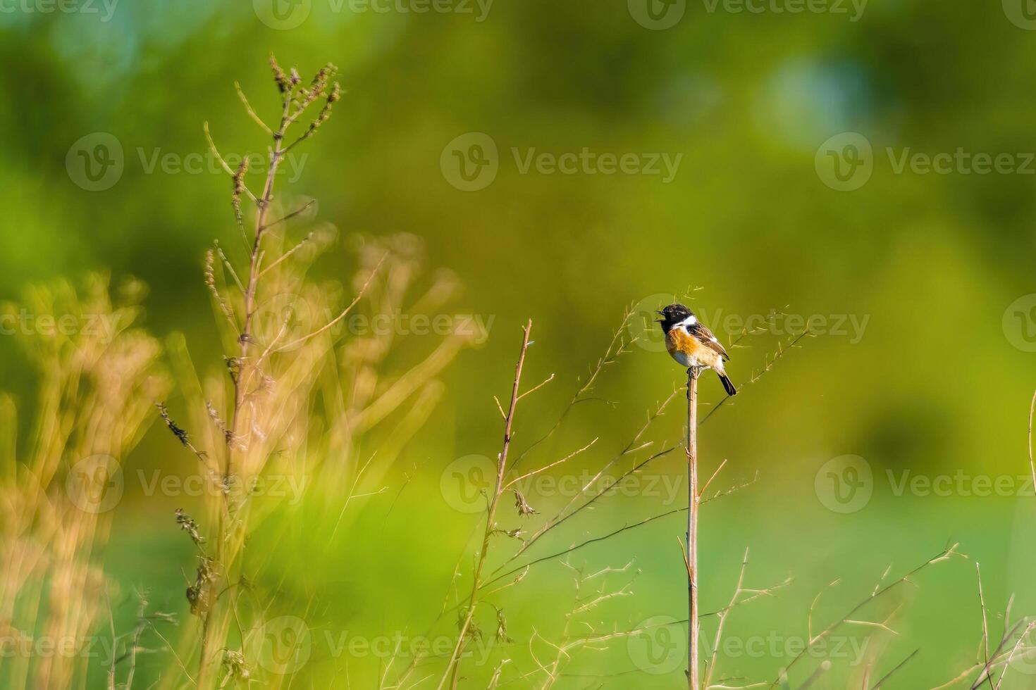 stonechat sits on a branch and looks for food photo