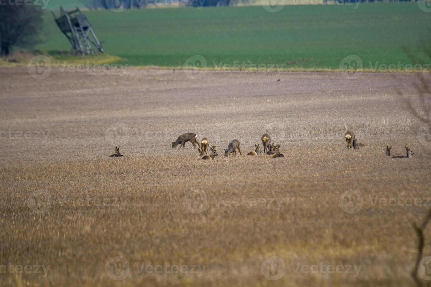 Deer grazing and relaxing in nature photo