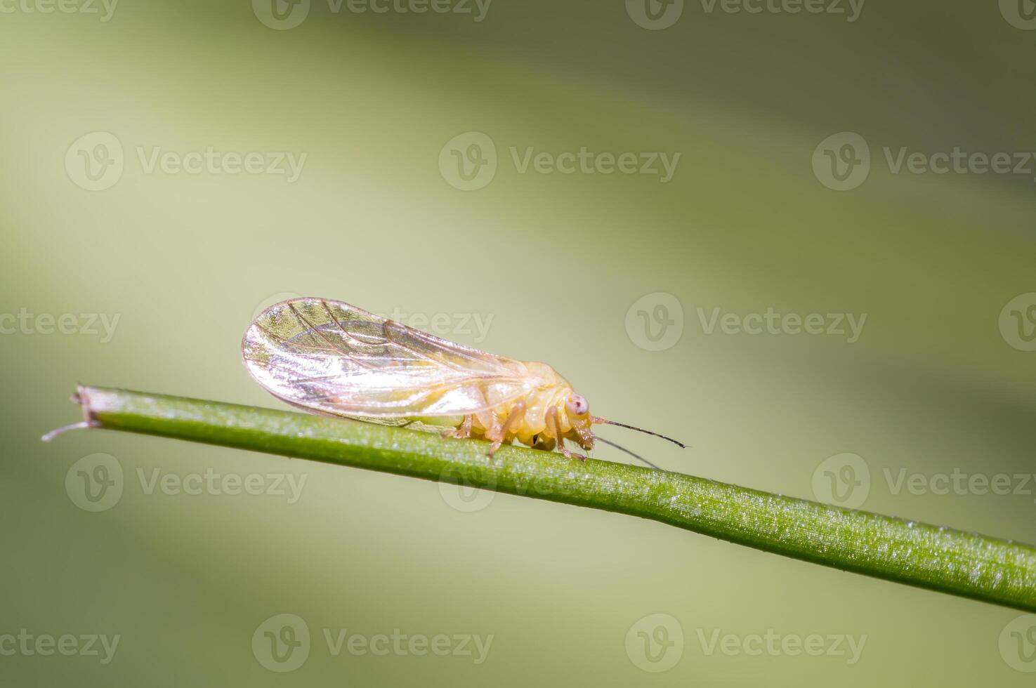 small cicada in the green nature season garden photo