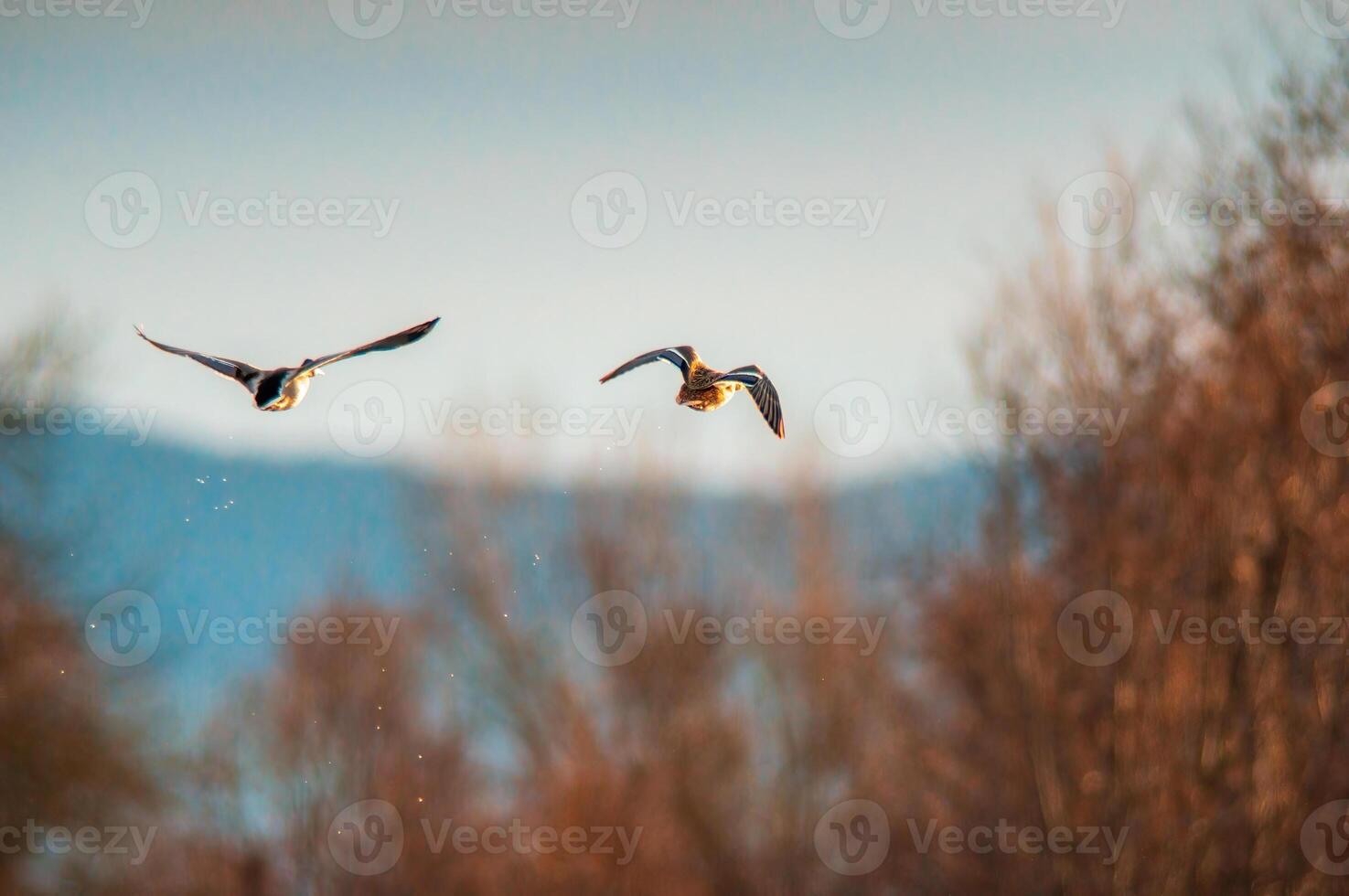 duck observes nature and looks for food photo