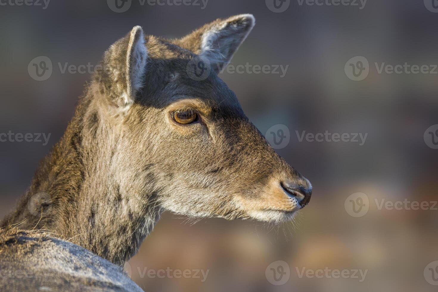 Deer grazing and relaxing in nature photo