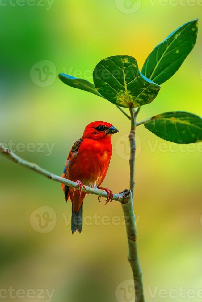 madagascan red fody sits on a branch photo