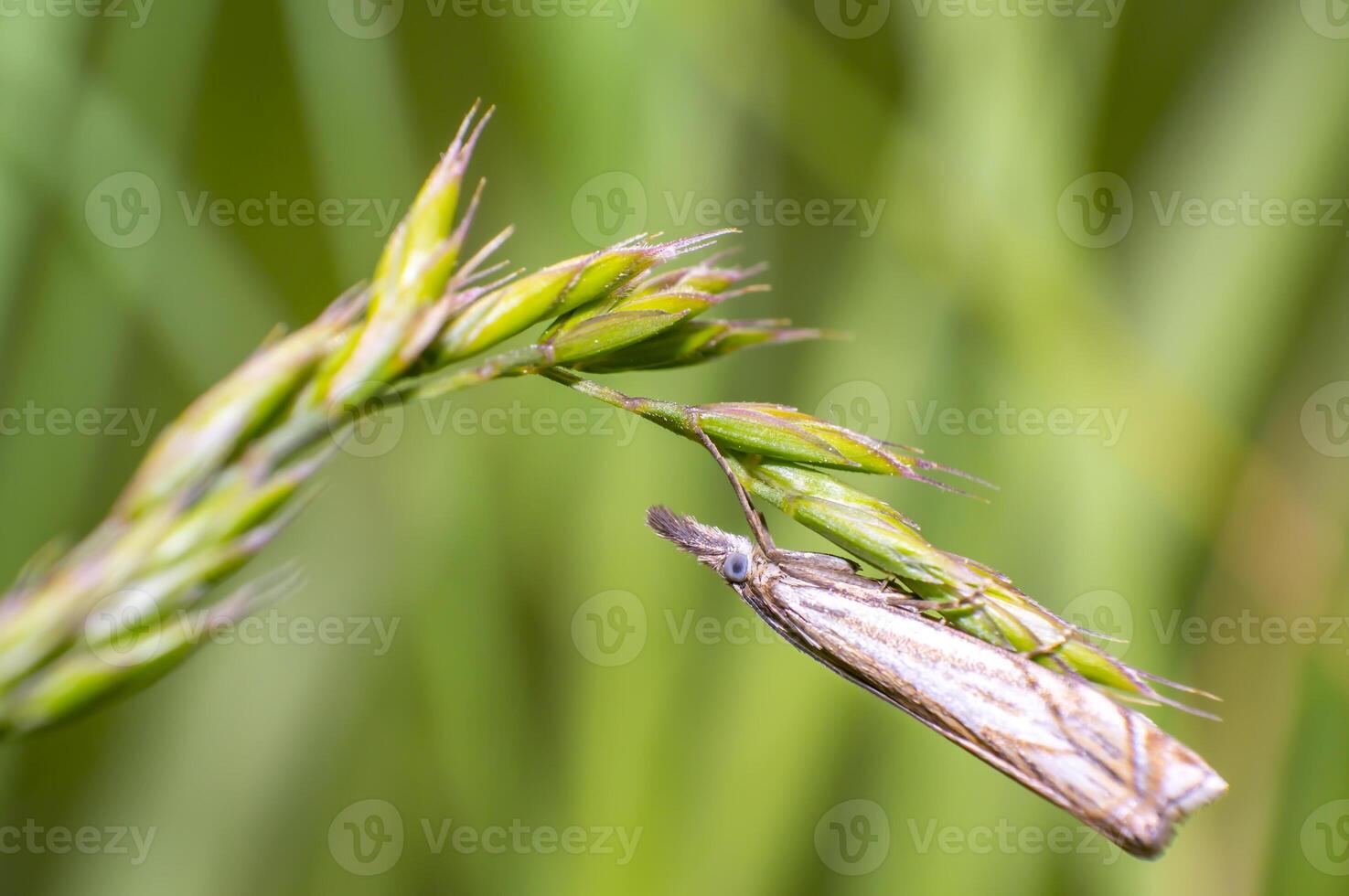 small moth is hanging around on green grass in fresh season natu photo