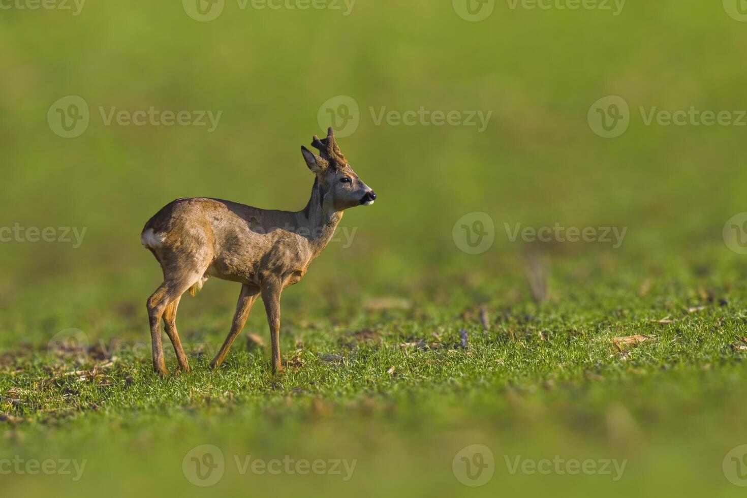 Deer grazing and relaxing in nature photo