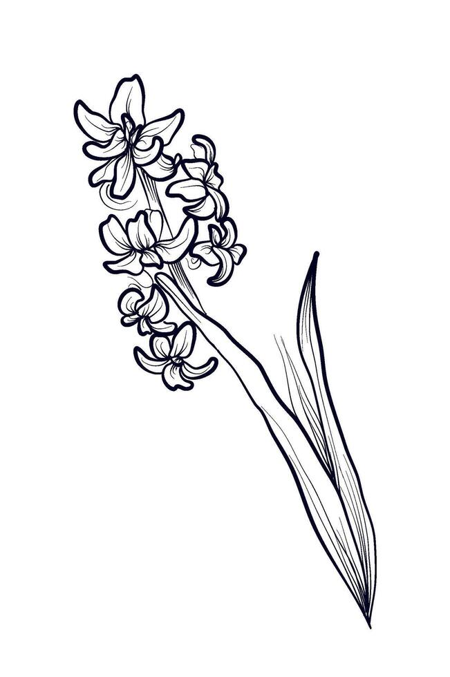 hand-drawn hyacinth flower illustration vector