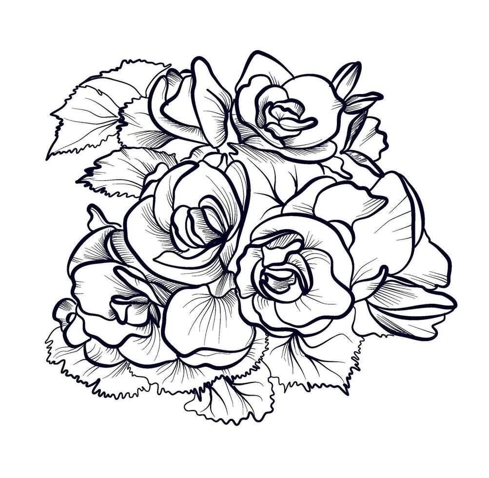 hand-drawn begonia flowers illustration vector