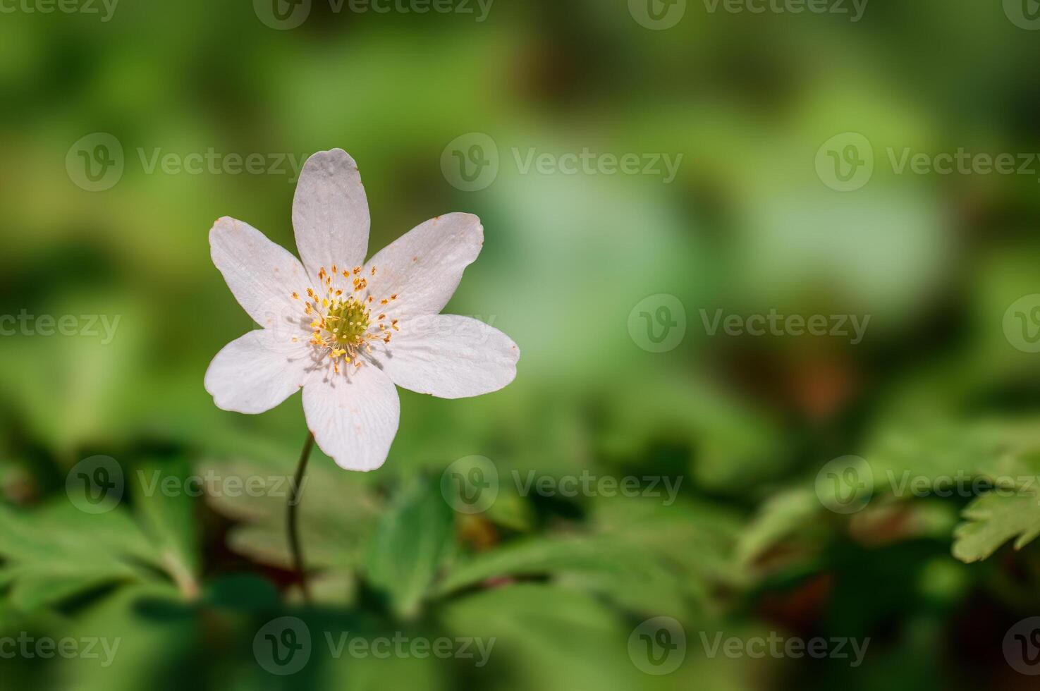 delicate white wood anemone flowers in a forest photo