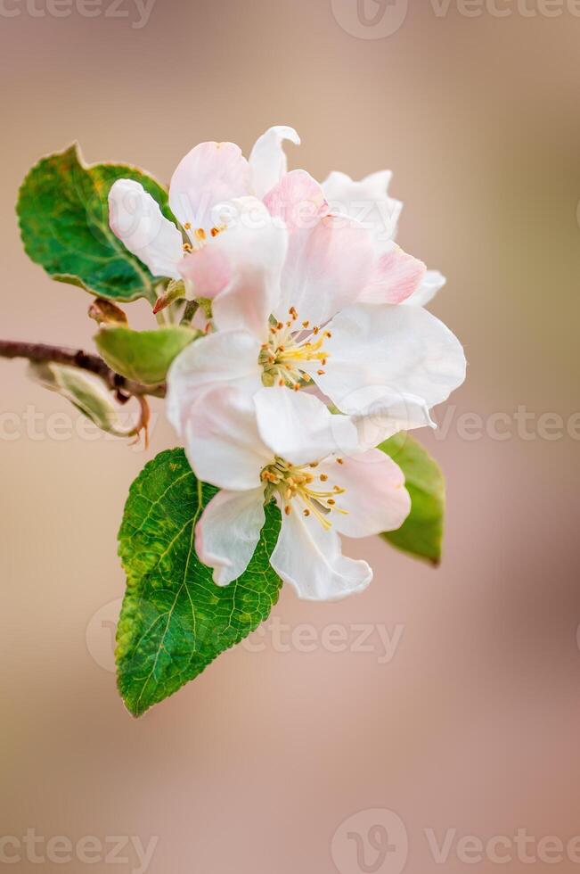 delicate apple blossom blooms on a branch photo