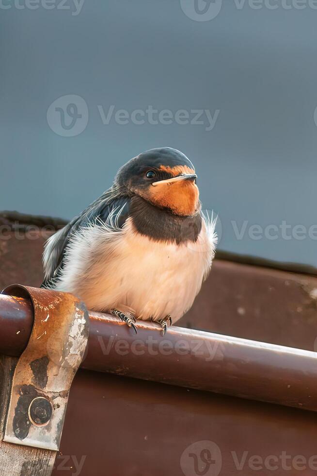 young barn swallow at feeding photo