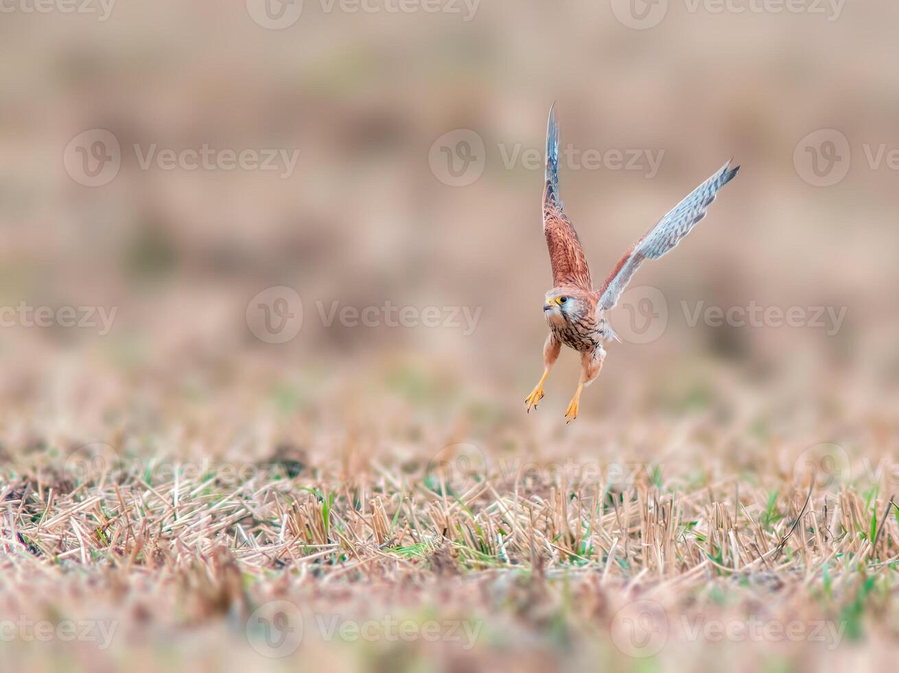 young falcon on the hunt for prey photo