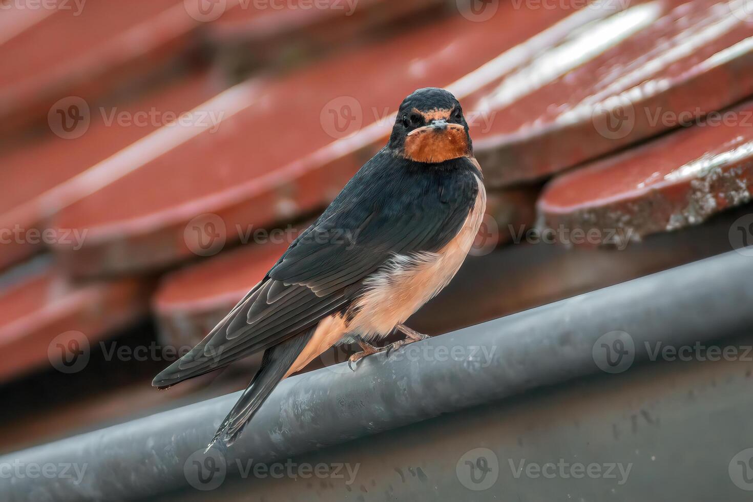 young barn swallow at feeding photo