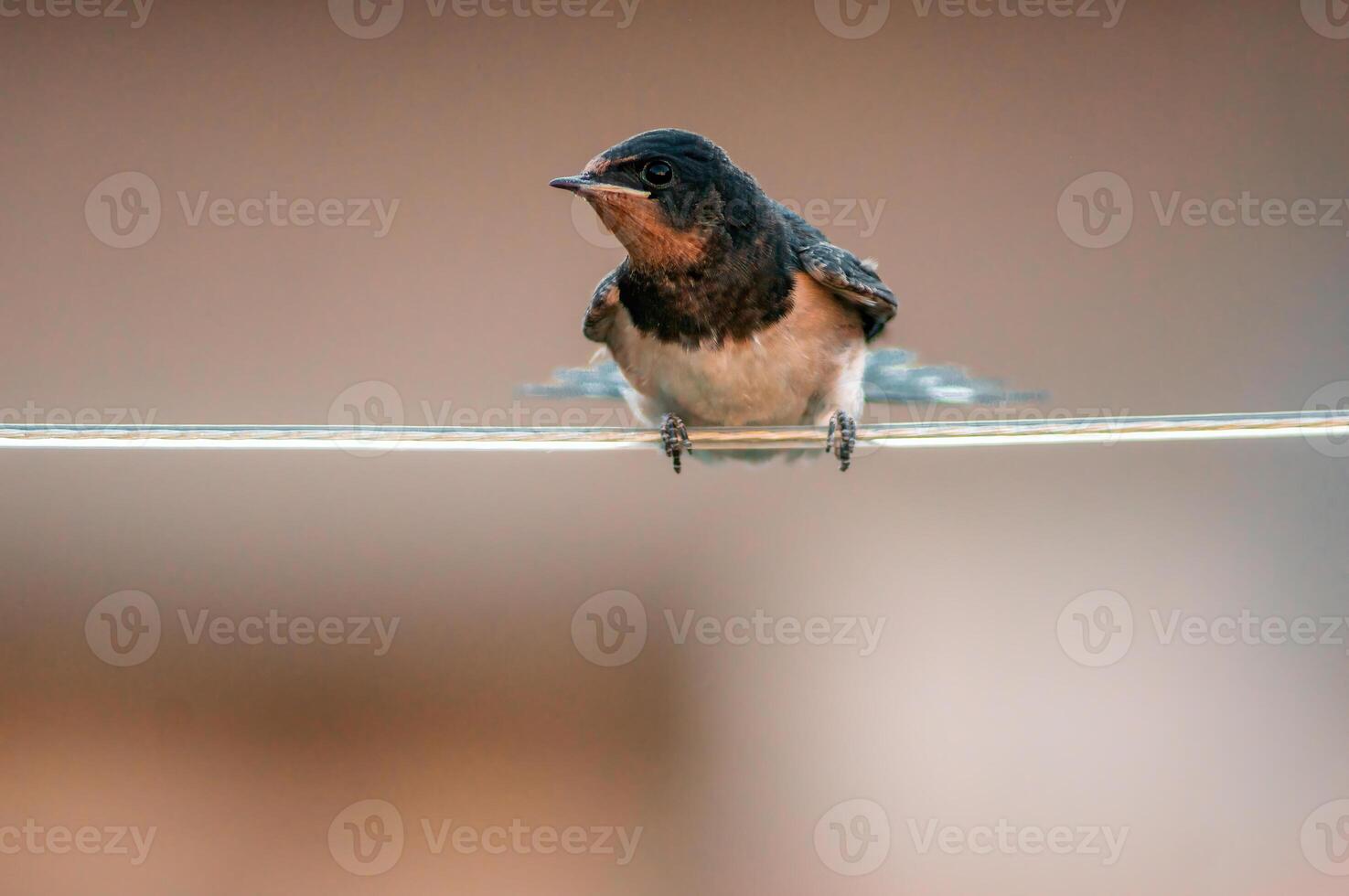 young barn swallow at feeding photo