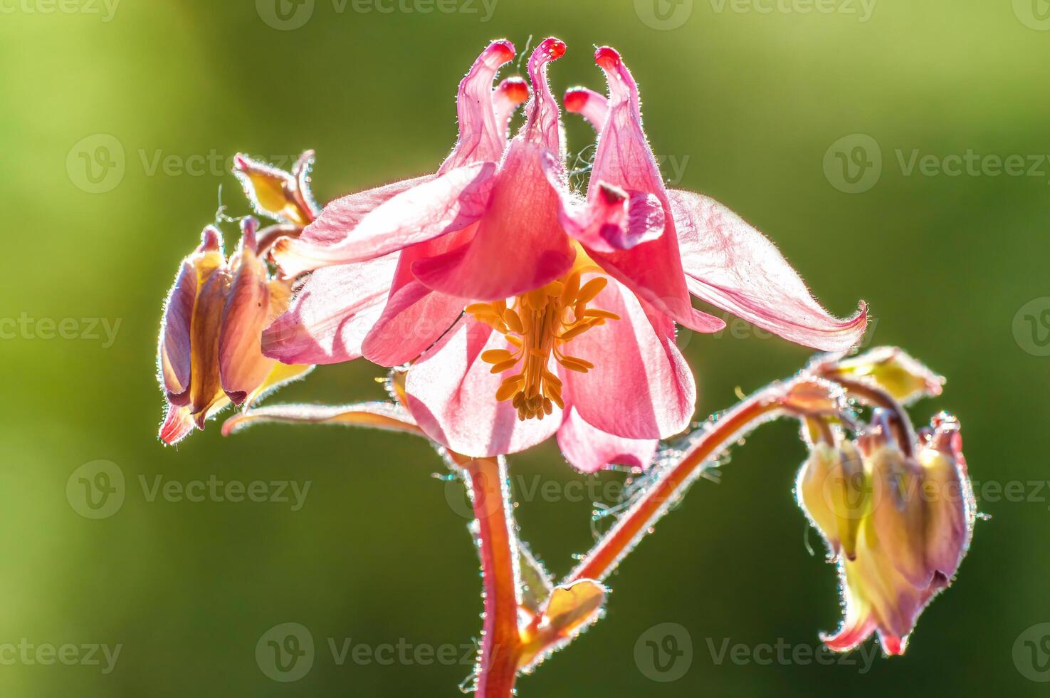 cream pink columbine blossom in the morning light photo