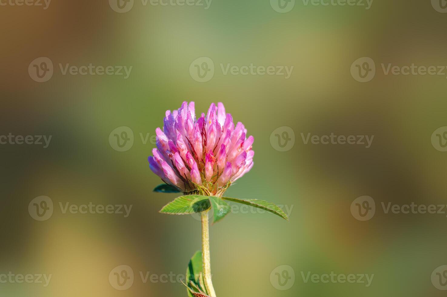 rosado trébol florecer en el Mañana ligero foto