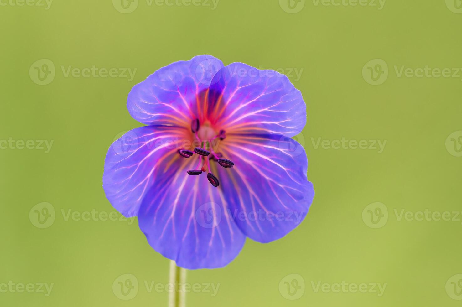 purple cranesbill flowers in a meadow photo