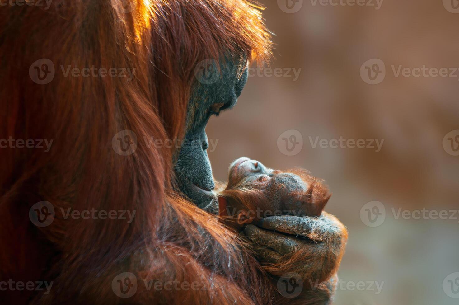 madre orangután cuida a su bebé foto