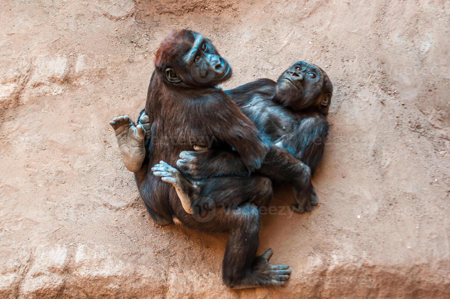 2 young gorilla childs while playing photo