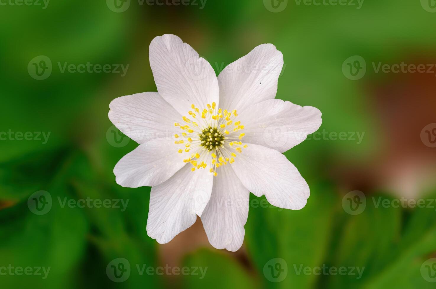 delicate white wood anemone flowers in a forest photo