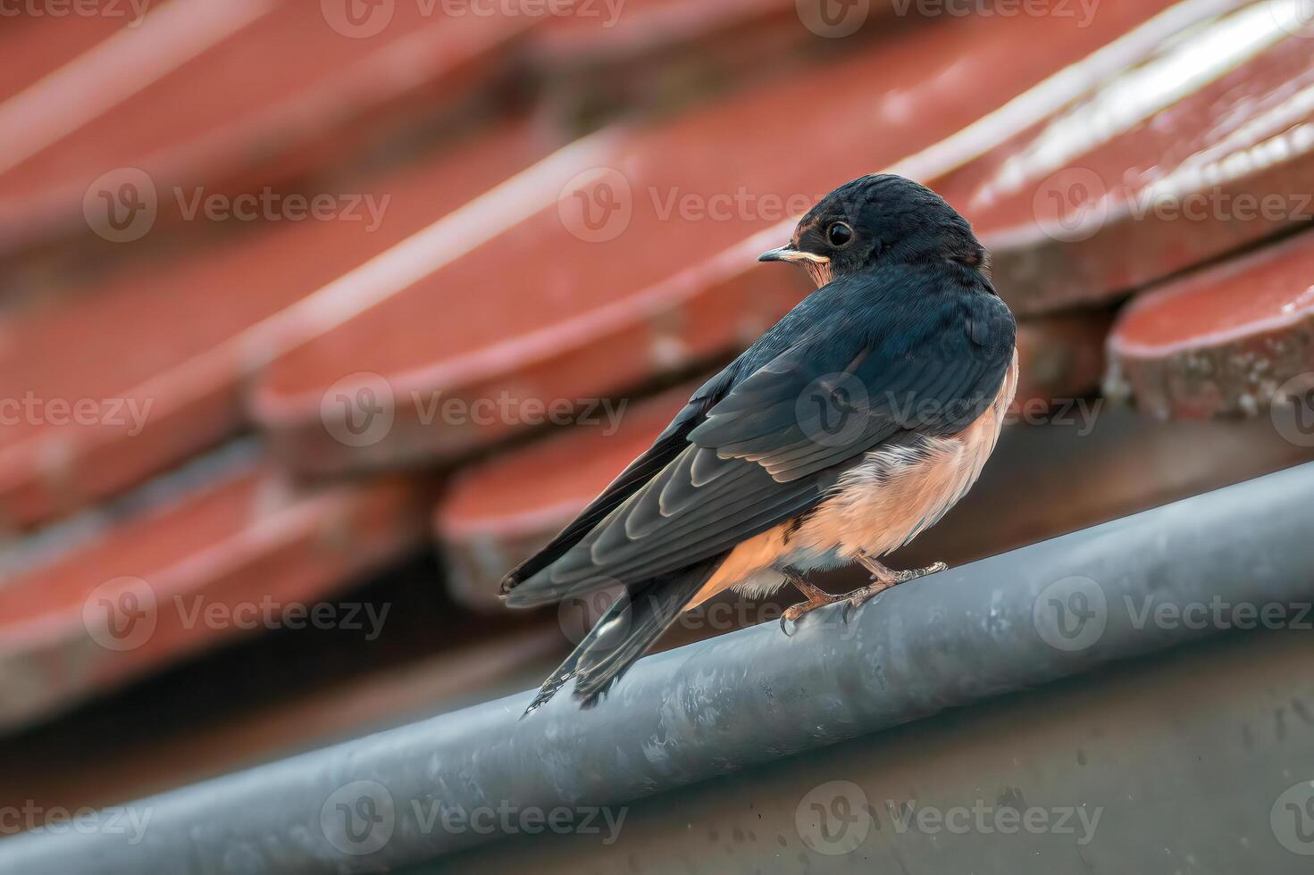 joven granero golondrina a alimentación foto