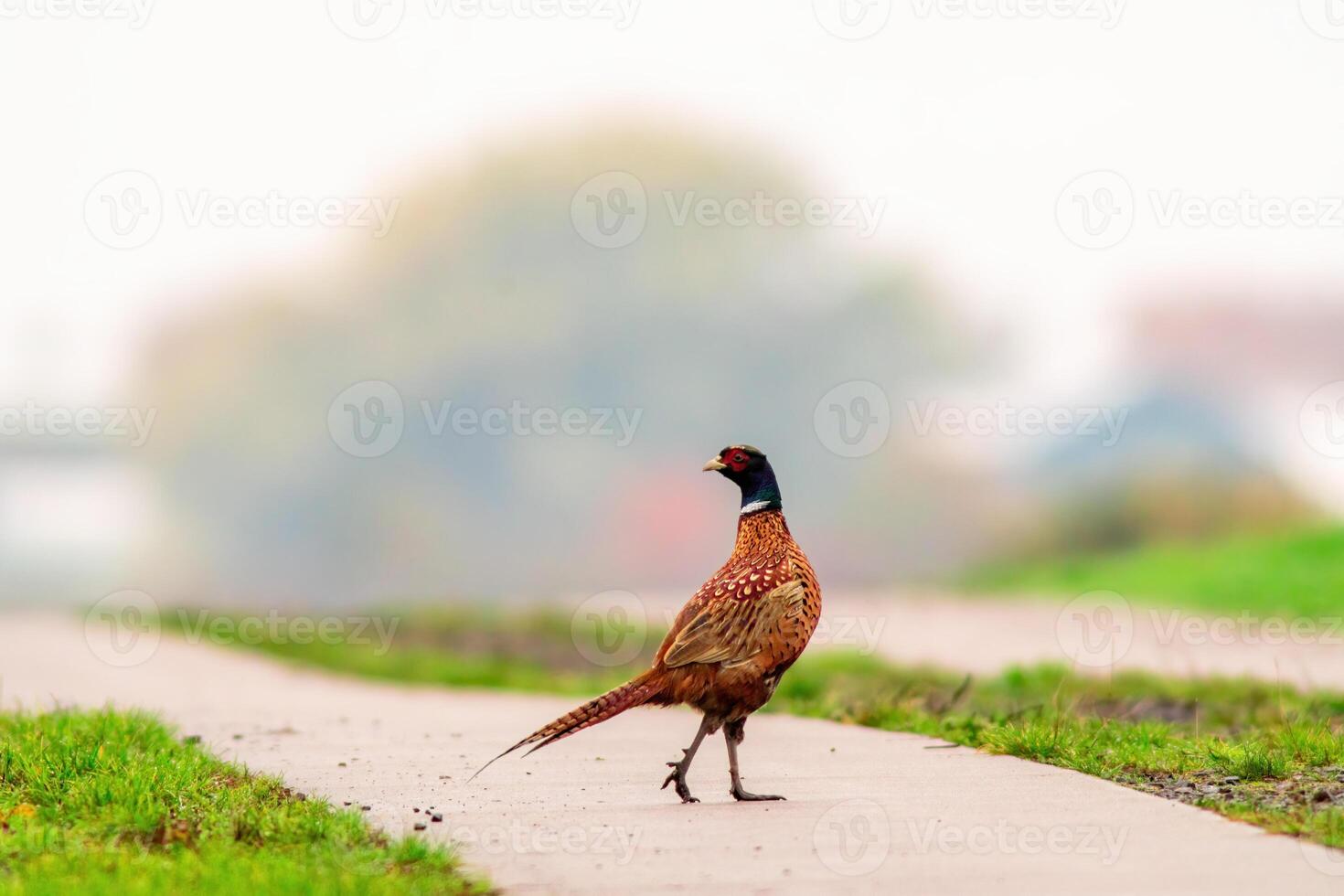 a young pheasant at a field photo