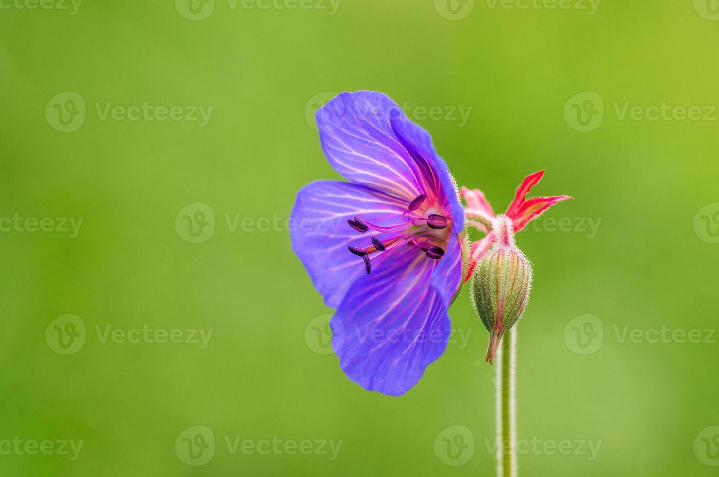 purple cranesbill flowers in a meadow photo